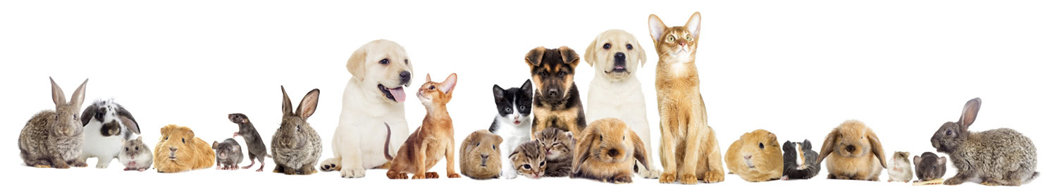 animals, dogs, cats, rabbits, farm animals banner image