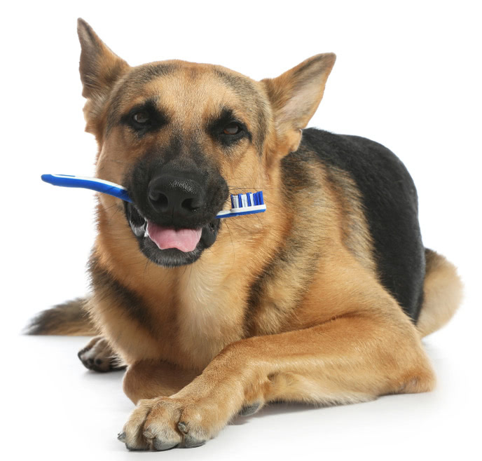 Dental Care for your pets like Cats and Dogs. 