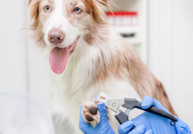 Dog Nail Clipping