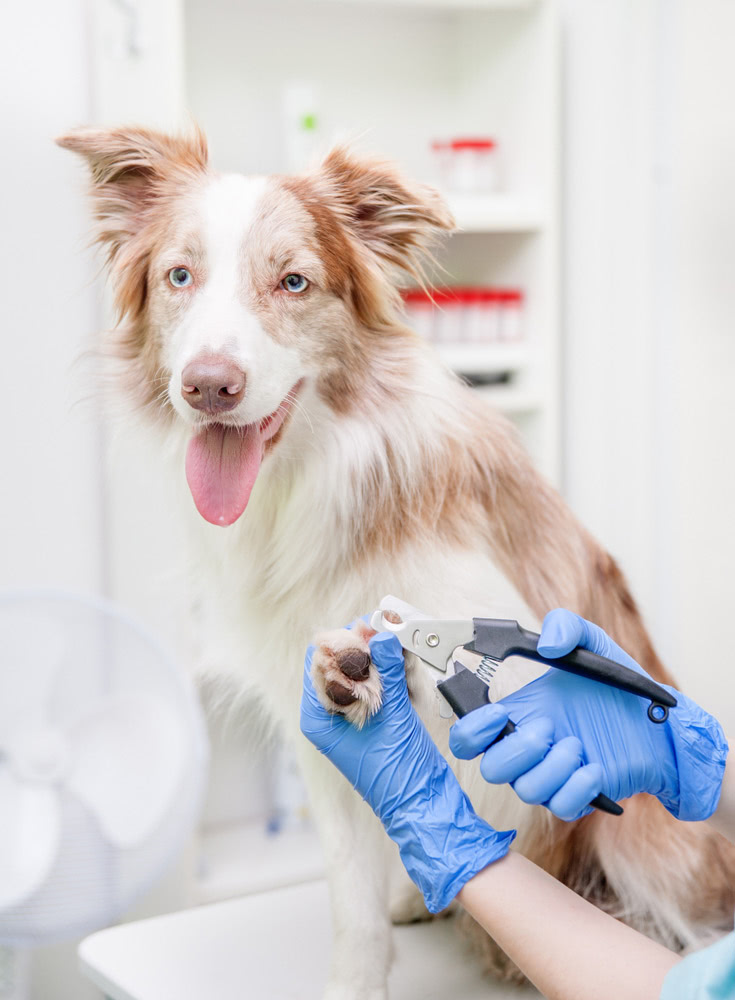 Nail Clipping for your pets like Cats and Dogs.