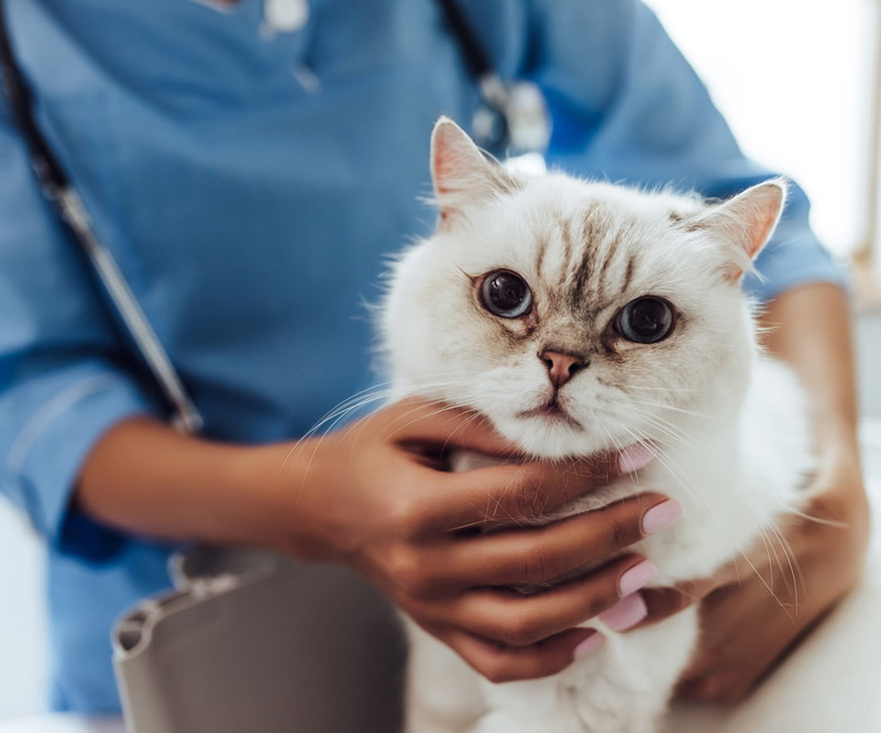 cat looking angry at the vet