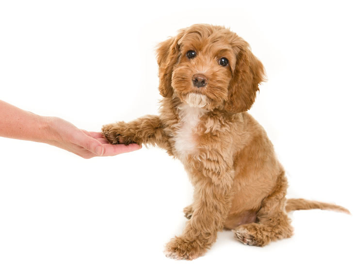 Puppy preschool to help train your young dog. 