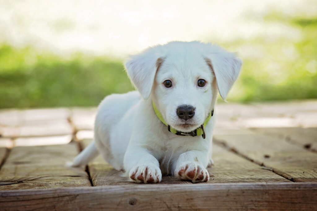 A small white puppy