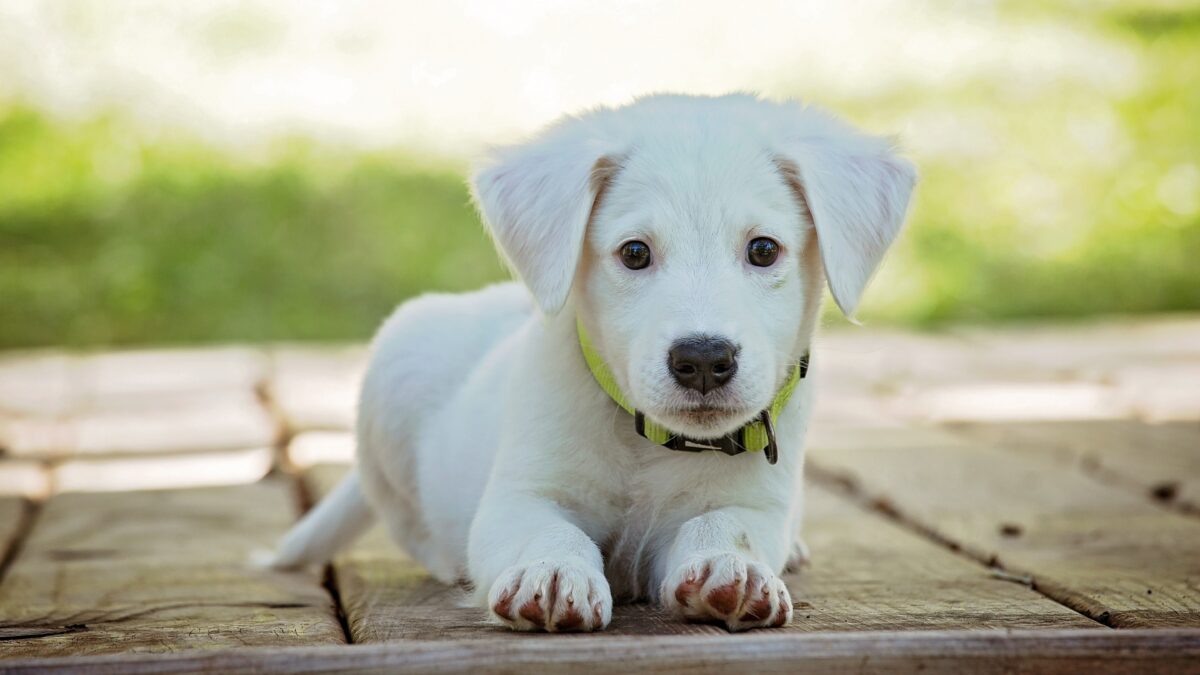 A small white puppy