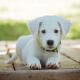 A small white puppy