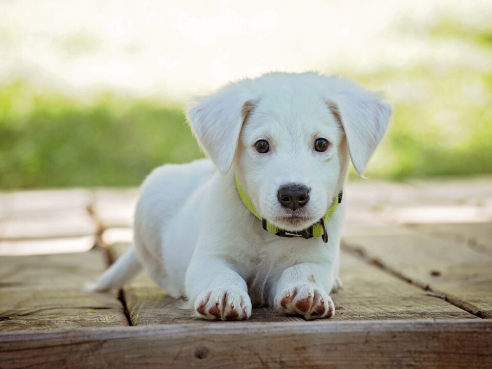 A small white puppy