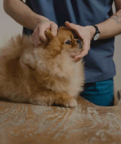 cute Pomeranian puppy