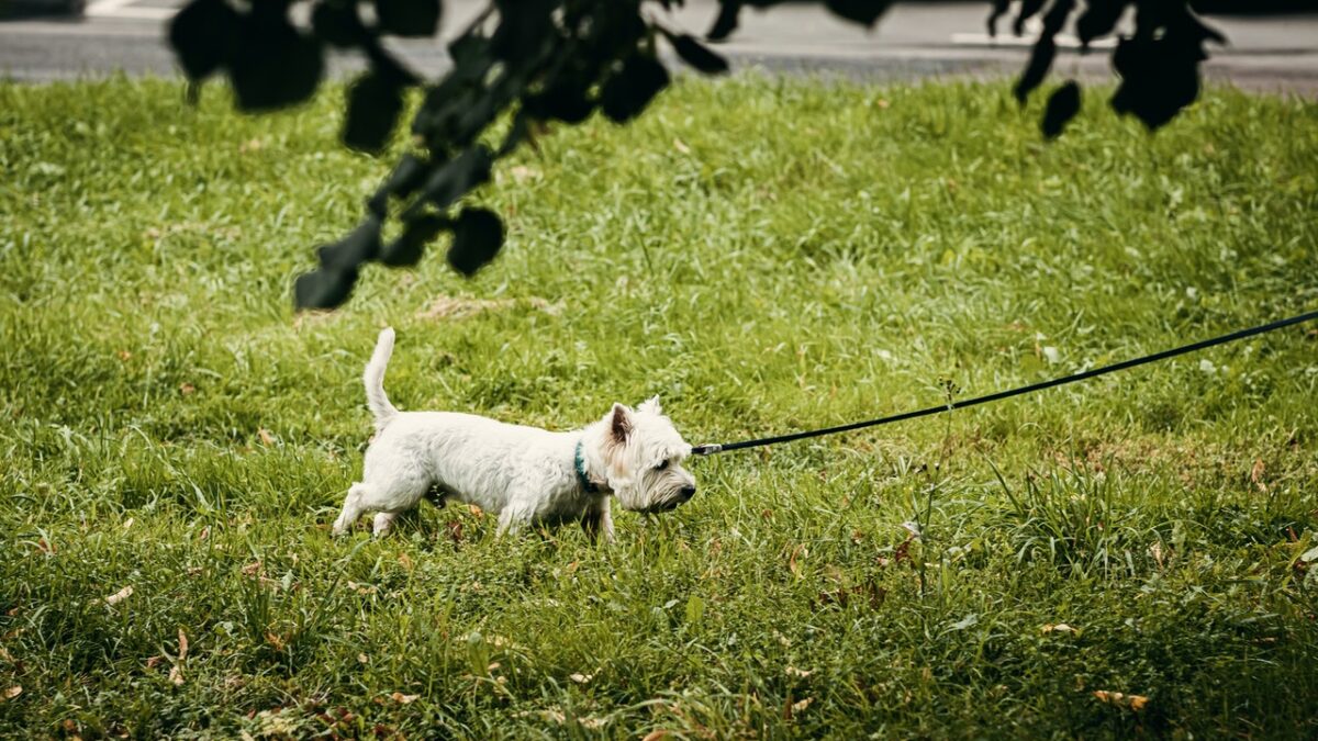 A small white poodle sniffing through grass