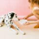 a woman squatting down to feed a dalmation puppy