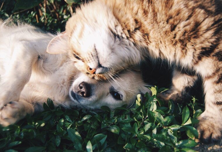 cat and dog playing in outdoor