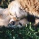 cat and dog playing in outdoor