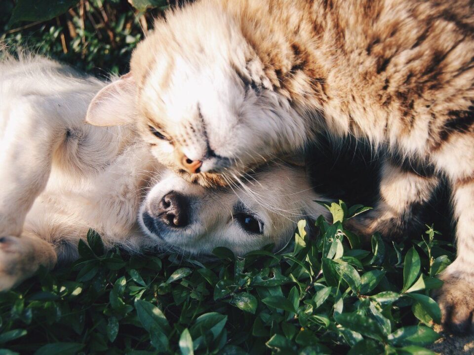 cat and dog playing in outdoor