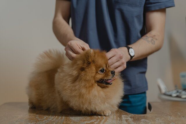 Person Holding Brown Pomeranian Puppy