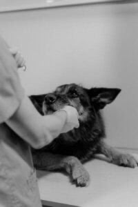 a dog being checked by a doctor