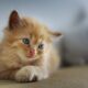 a baby golden cat