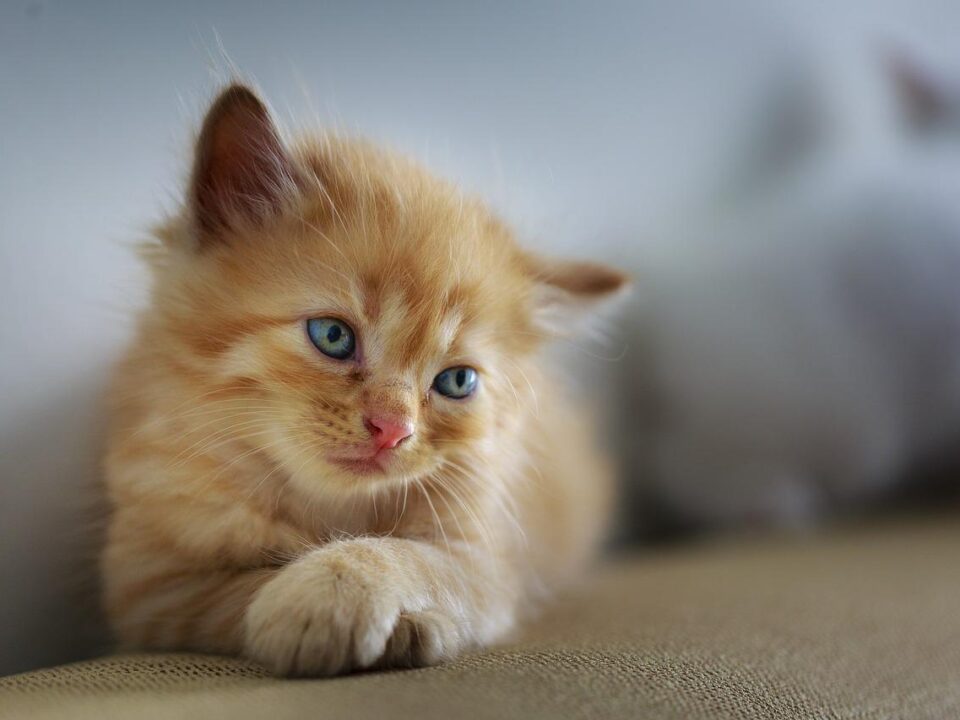 a baby golden cat