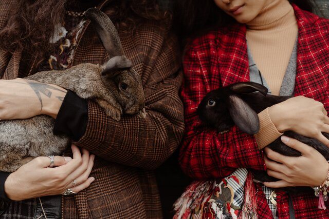 A Couple Holding Brown and Black Rabbit