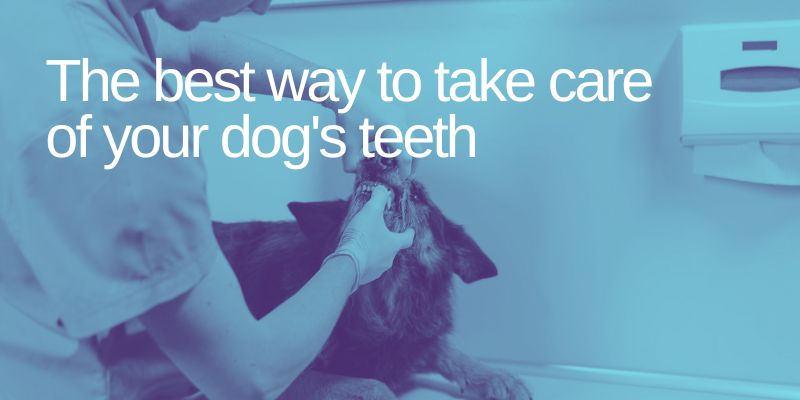 The best way to take care of your dog's teeth
