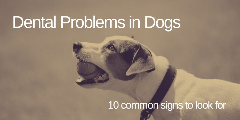 10 dental problems to look for in dogs