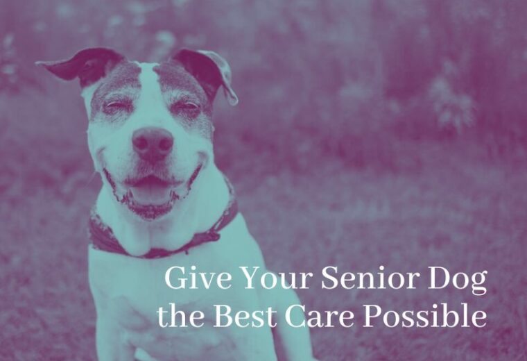 Give your senior dog the best care possible