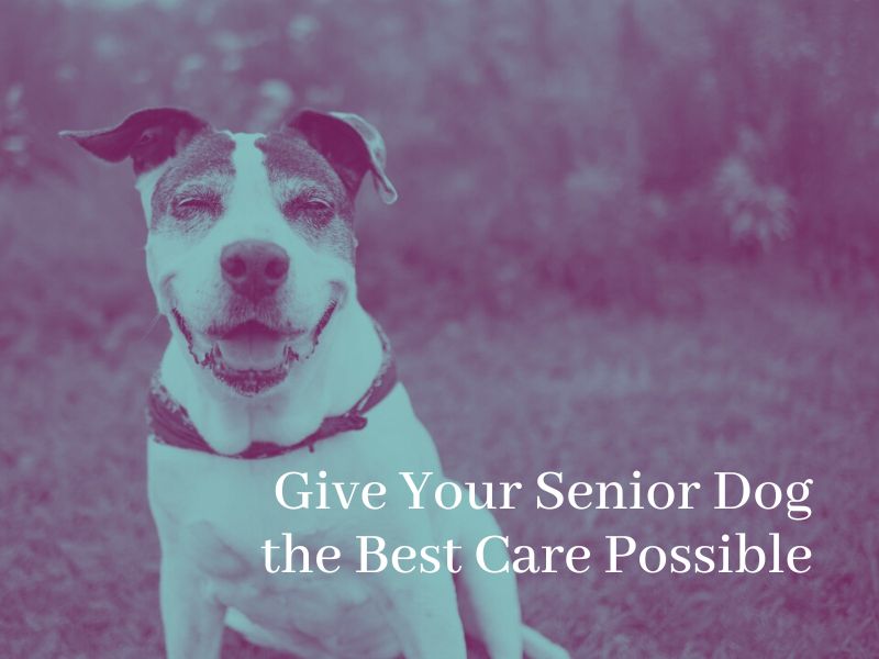 Give your senior dog the best care possible