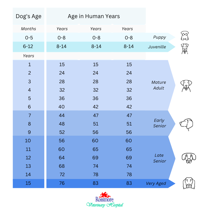 Dog age classification chart depicting stages of age