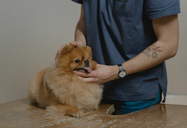 Pomeranian at vet