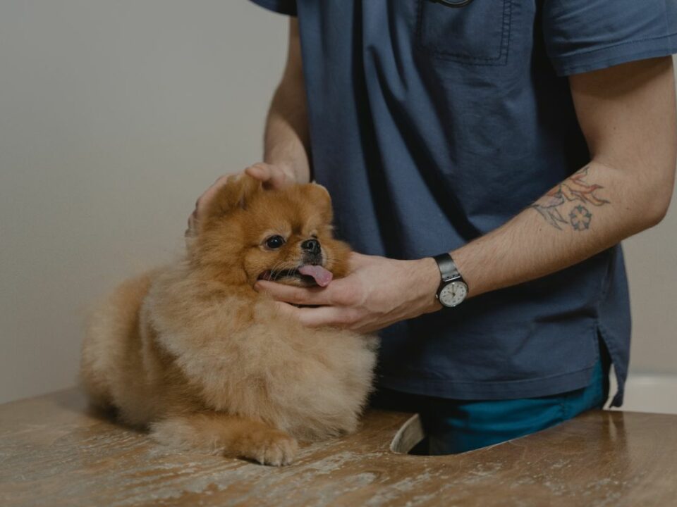 Pomeranian at vet