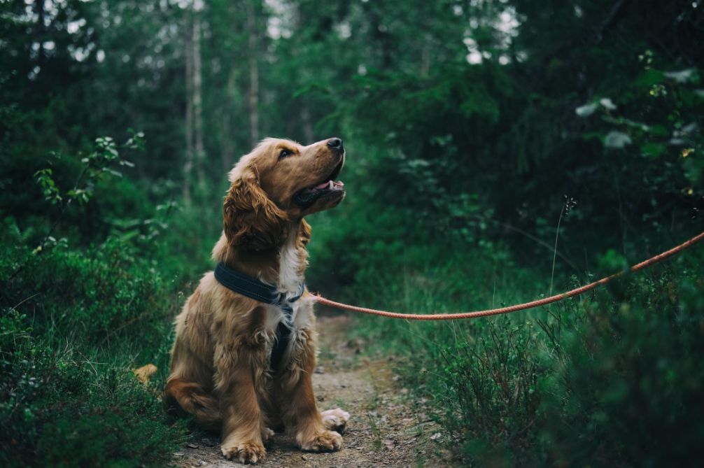 dog in forest