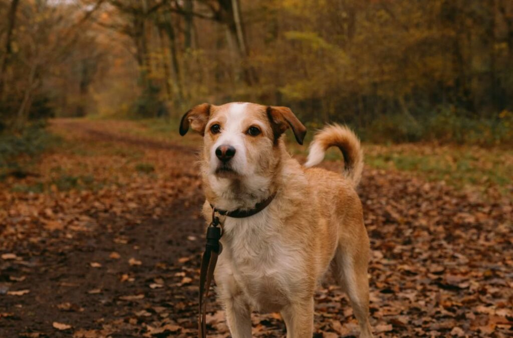 Dog looking worried