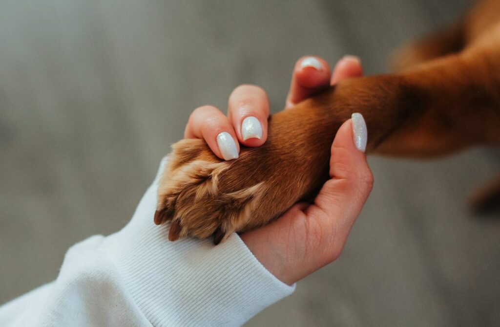 human holding a dog paw