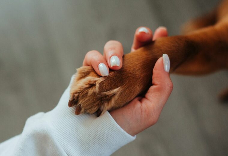 human holding a dog paw