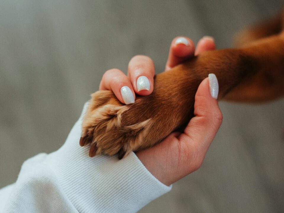 human holding a dog paw