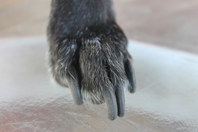 dog's paw with long nails