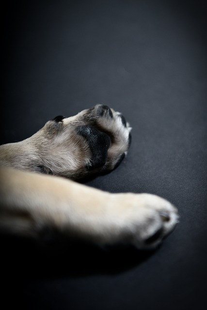 close-up of a dog's paws