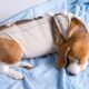 Rossmore Vet Hospital - Dog in Care after surgery