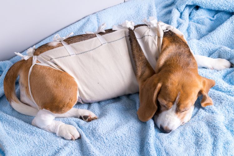 Rossmore Vet Hospital - Dog in Care after surgery