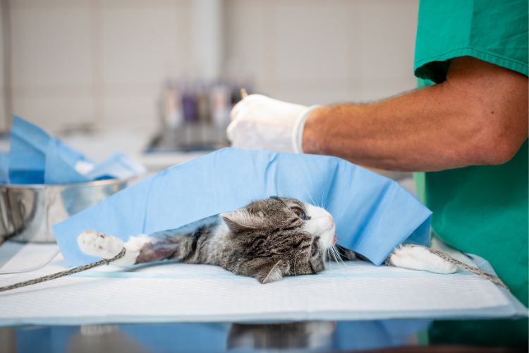 A cat during a surgery procedure 