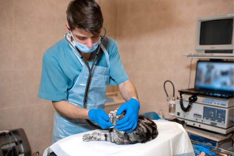 A cat being examined by a veterinarian