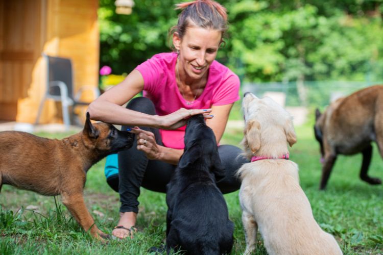 Puppy Preschool at Rossmore Vet Hospital