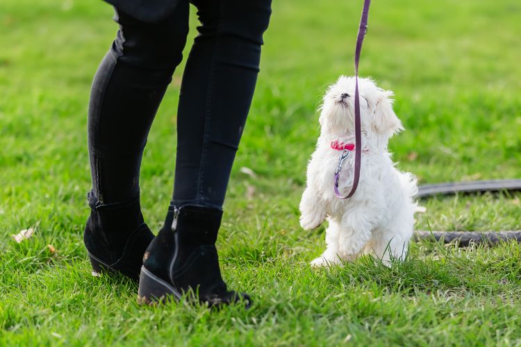 Puppy on a leash looking at its owner