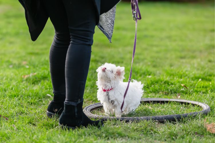 puppy in training