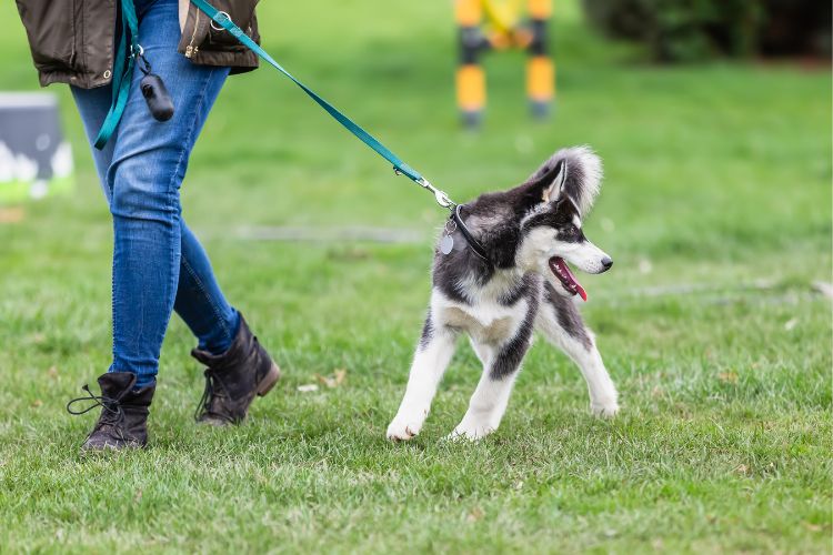 Husky puppy training on walking on a leash