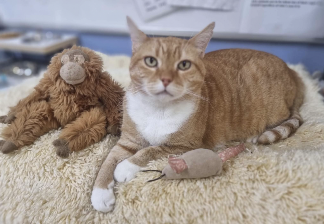 cat-at-rossmore-vet cat-at-rossmore-vet