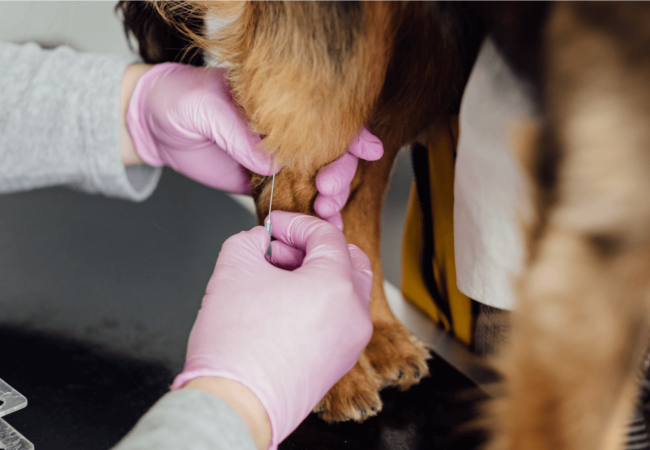 dog-at-vet