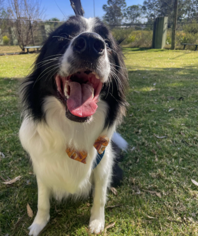 happy dog at rossmore vet