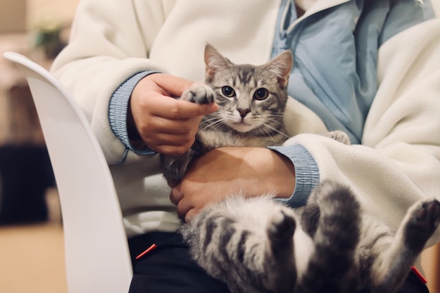 vet holding cat