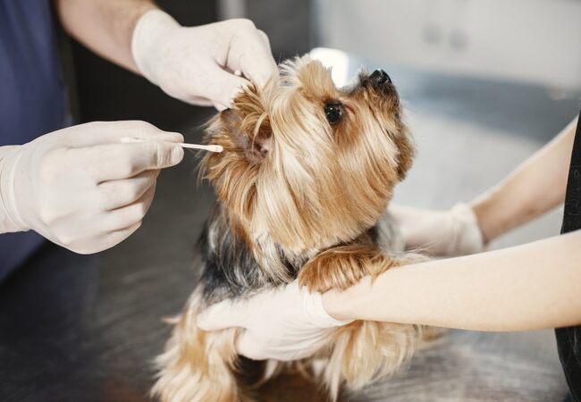 Dog getting ears cleaned at the vet