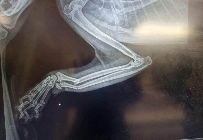 dog xray