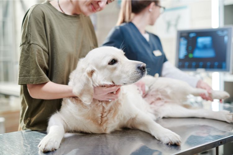 dog being examined by a vet